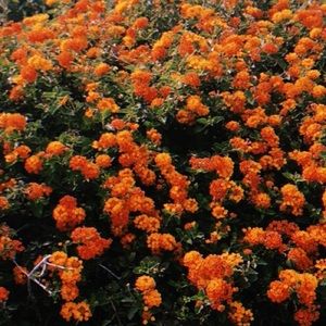 Meet your Posher, Kamila